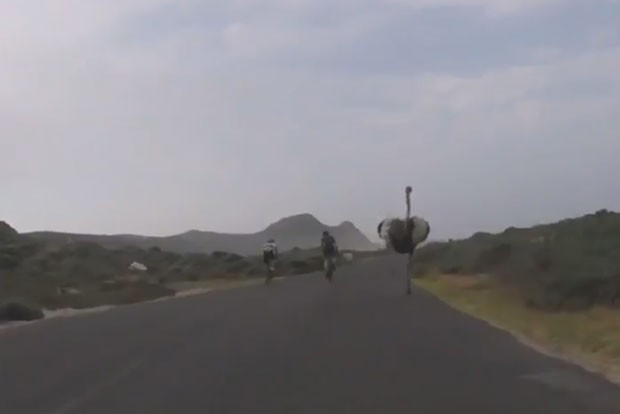 Avestruz foi filmada perseguindo dois ciclistas em uma estrada na África do Sul (Foto: Reprodução/YouTube/Oleksiy Mishchenko)