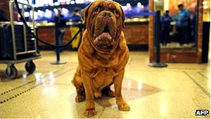 Cão da raça dogue de Bordéus, raça usada pelos  (Foto: AFP)