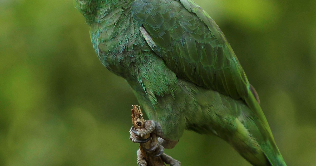 Pesquisa revela que papagaios colaboram contra o desmatamento - Globo.com