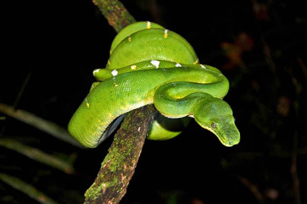 G Cobra papagaio notícias em Fauna