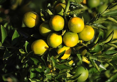 laranja_agricultura_fruta (Foto: Ernesto de Souza/Ed. Globo)