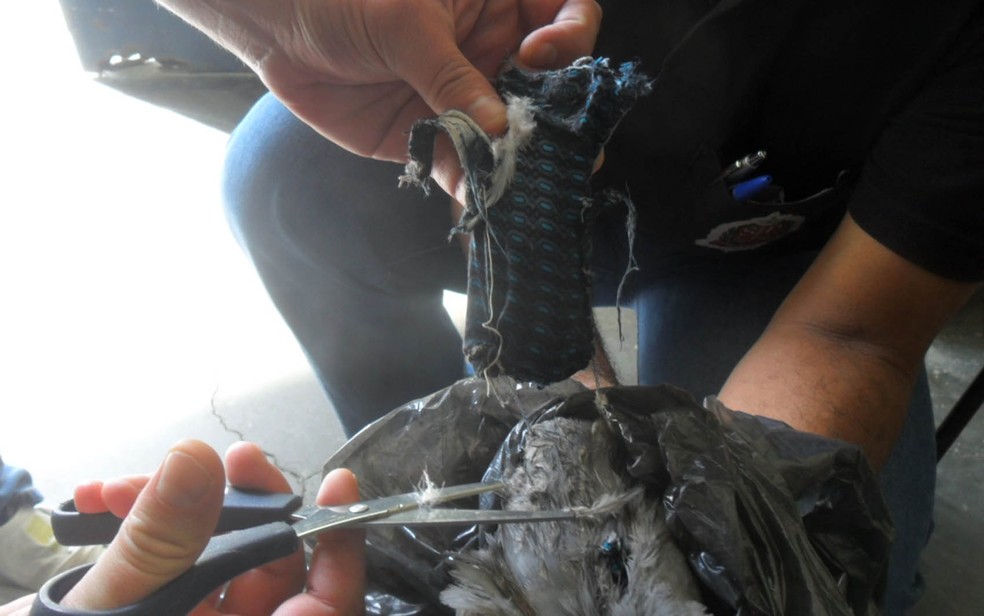 Agentes removem colete de pombo (Foto: Divulgação/SAP)