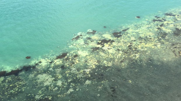 Branqueamento afeta 95% da região norte da Grande Barreira de Corais (Foto: James Kerry/Centre of Excellence for Coral Reef Studies/AFP)