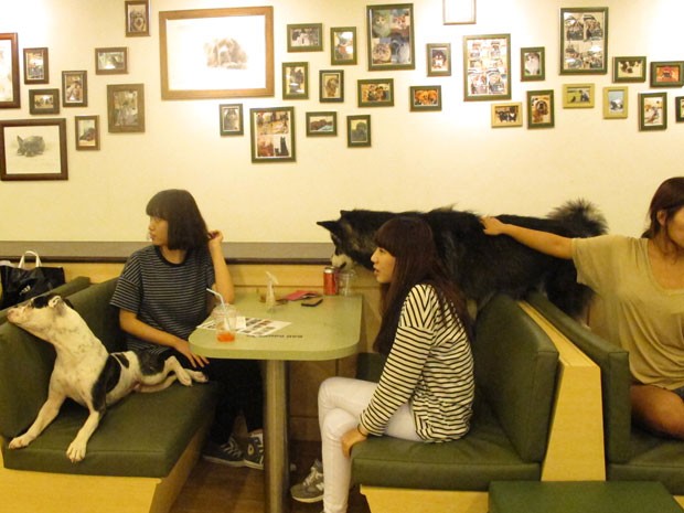 Bau House, café para cães em Seul, na Coreia (Foto: Daniela Braun/G1)