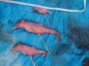 Golfinhos fêmeas encontradas mortas estavam grávidas (Foto: Thiago Nascimento / Arquivo Pessoal)