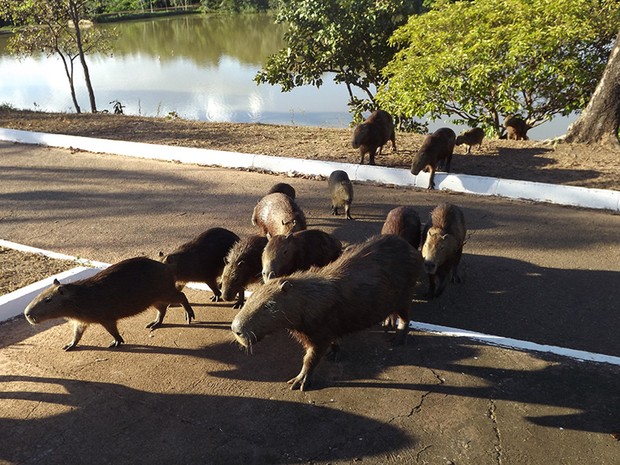 Depois de tomar banho no lago, as capivaras passeiam pelo Parque Cesamar. (Foto: Monique Almeida/G1)