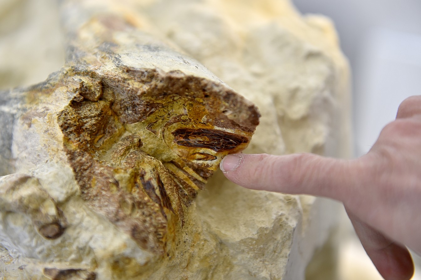 Paleontologista aponta mandíbula original de fóssil que pertence a um réptil marinho grande de 90 milhões de anos (Foto: Loic Venance / AFP)