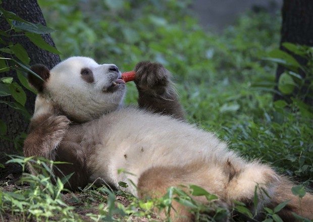 Um raro panda gigante em tons de marrom e branco foi visto em uma área de conservação natural na província de Shaanxi, na China. O animal tem quatro anos e foi encontrado quando era um bebê, em 2009, de acordo com a imprensa local. A fotografia do panda c (Foto: China Daily/Reuters)