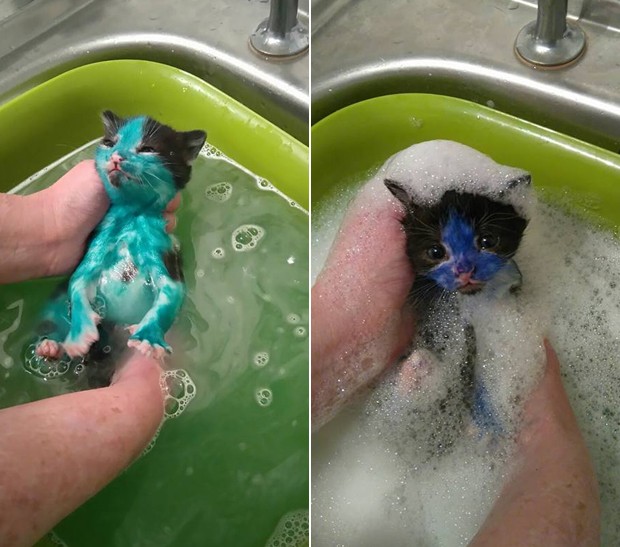 Instituição de caridade disse que estava dando banho nos gatinhos na esperança de que a tinta seja removida gradualmente (Foto: Bradford Cat Watch Rescue) Instituição de caridade disse que estava dando banho nos gatinhos na esperança de que a tinta seja removida gradualmente (Foto: Bradford Cat Watch Rescue)