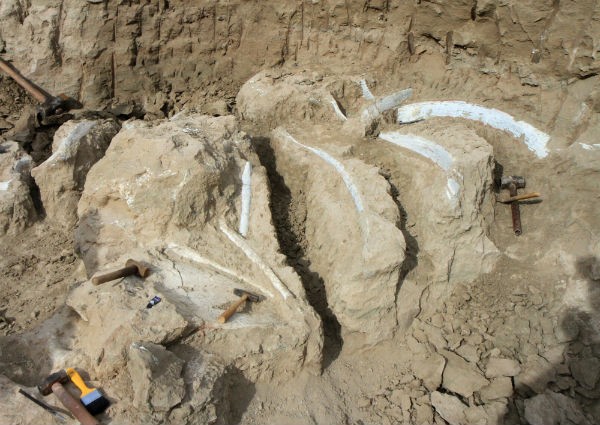 Fósseis encontrados em escação em Peirópolis (Foto: Luís Adolfo/UFTM)
