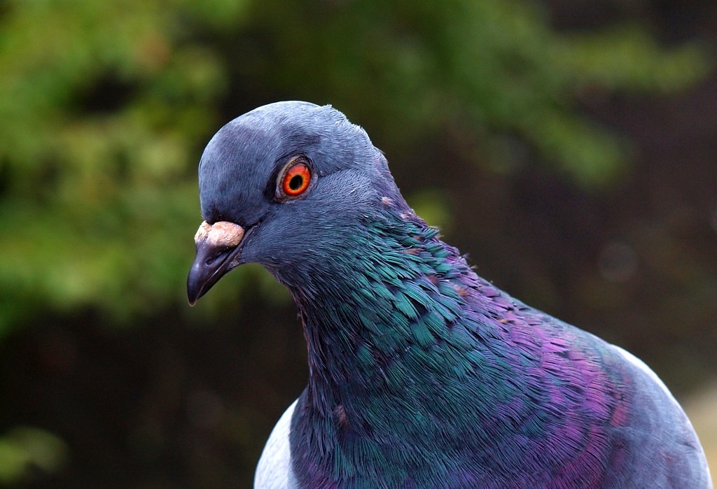 Pombo-correio coloca inteligência britânica em xeque