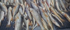 Biometria impulsiona criação de peixes (César Guimarães/ Ibama Amapá)