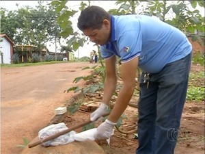 Caramujos devem ser esmagados após coleta nos sacos plásticos (Foto: Reprodução/TV Anhanguera)