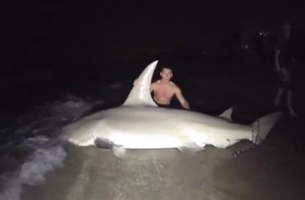 Tubarão-martelo de 4,2 m foi capturado por estudantes na Flórida (EUA) (Foto: Reprodução/YouTube/Viktor Hluben)