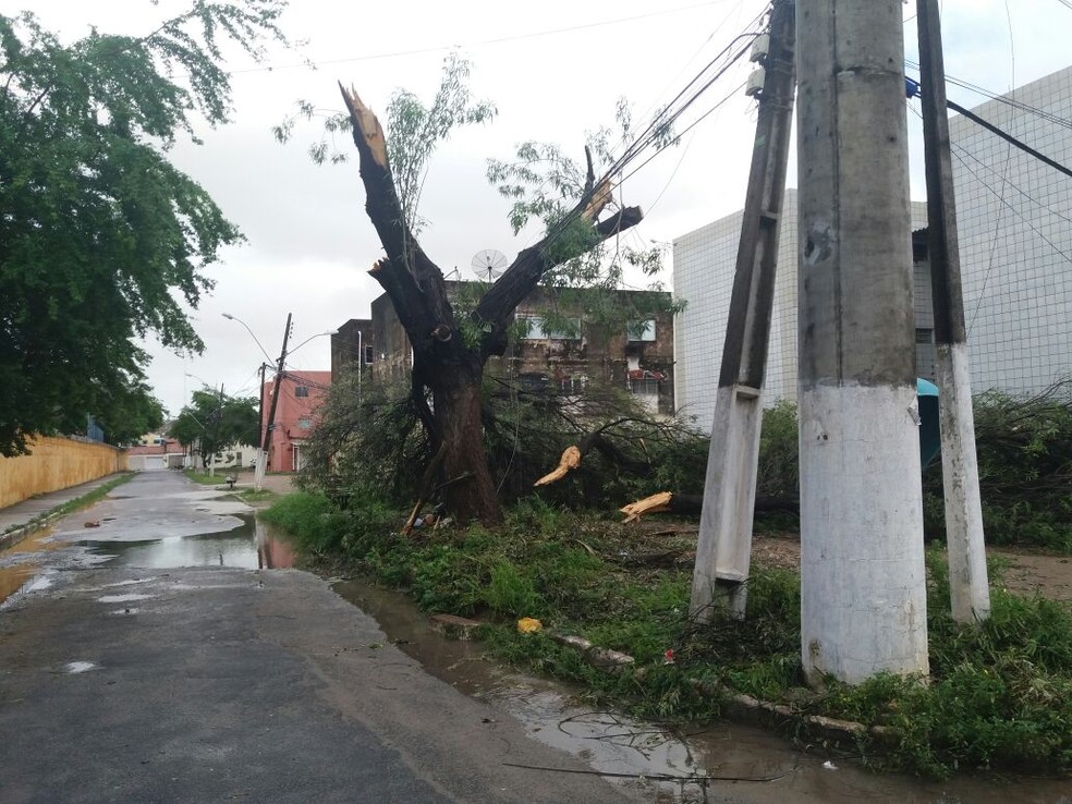 Árvore cai na Jatiúca e derruba fios de postes (Foto: Heliana Gonçalves/TV Gazeta) Árvore cai na Jatiúca e derruba fios de postes (Foto: Heliana Gonçalves/TV Gazeta)