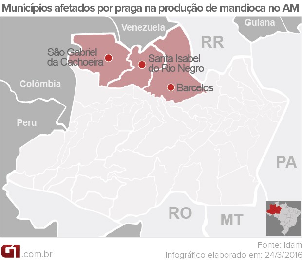 Infográfico praga mandioca no amazonas (Foto: Arte G1)
