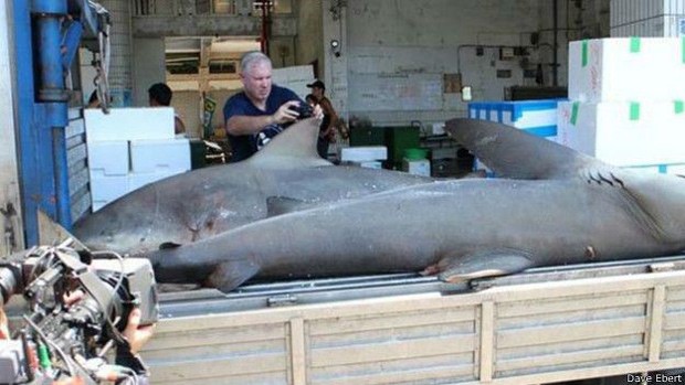  Tubarões no mercado encontrados por Dave Ebert  (Foto: Dave Ebert/BBC)
