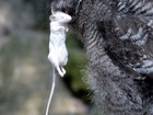 Fotógrafo registra momento em que coruja captura rato durante refeição 