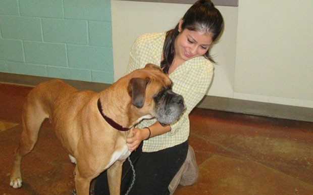 Boxer chamado 'Chance' havia sumido em 2006 (Foto: Reprodução/Facebook/County of San Diego Department of Animal Services)