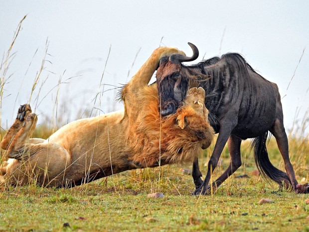 Fotografo flagra ataque de Leão a Gnu (Foto: Aditya Singh/Caters News/The Grosby Group)