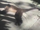 Diversas mortes e doença em macacos provocam alerta no Rio