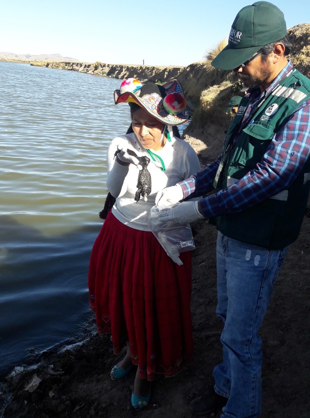  Moradora segura rã encontrada morta  (Foto: HO / SERFOR / AFP)
