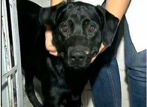 Cachorro que levou tiro no focinho (Foto: Reprodução/ TV Globo) Cachorro que levou tiro no focinho (Foto: Reprodução/ TV Globo)