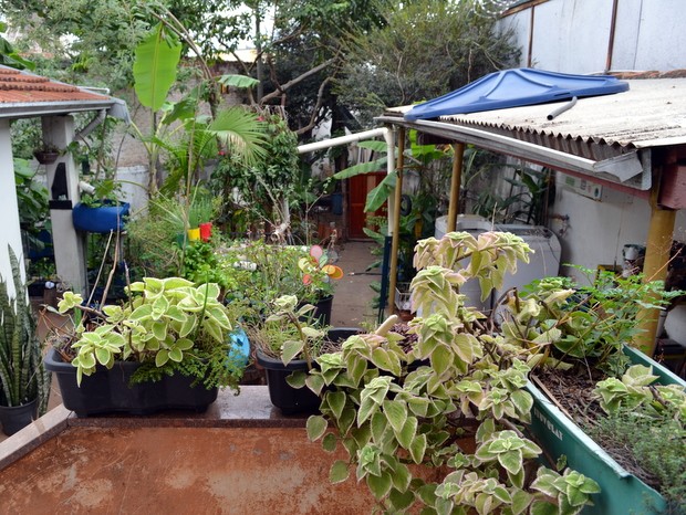 Quintal em casa 'viva' desenvolvida por biólogo e engenheiros florestais, em Piracicaba (Foto: Thomaz Fernandes/G1)