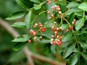 Aroeira Vermelha Tem Propriedades Medicinais E E Originaria Do Brasil Flora G1