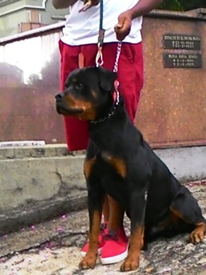 Cachorro utilizado em teste de reforço de segurança no Cemitério da Consolação (Foto: Divulgação/ Assessoria de imprensa da Secretaria Municipal de Serviços)