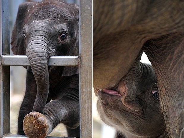 Bebê elefante (Foto: Jean-François Monier/AFP)