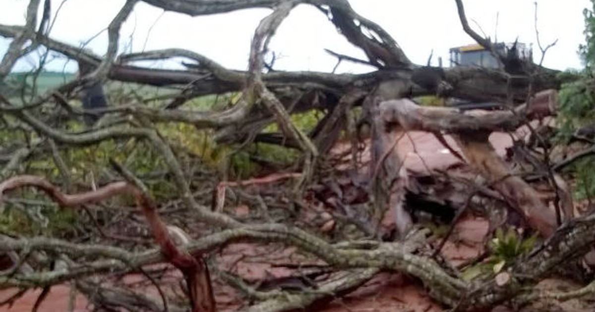 G1 Chuva provoca queda de árvores em Patrocínio notícias em