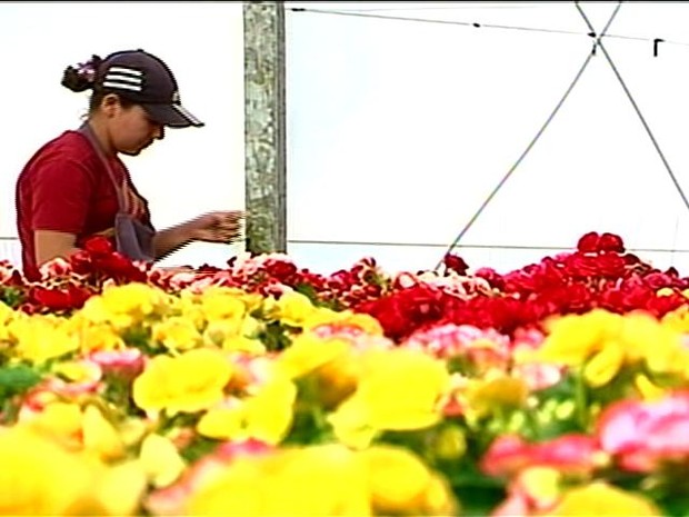 Cultivo de flores movimenta economia de Santa Cruz do Sul, no Vale do Rio Pardo, RS (Foto: Reprodução/ RBS TV)