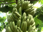 Município da Bahia se destaca na produção de banana