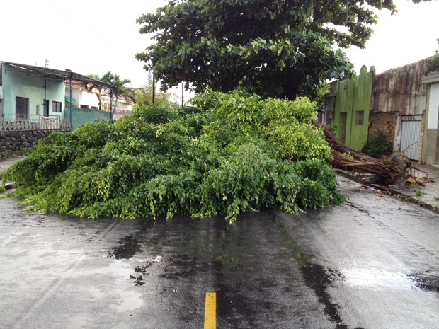 Árvore tomba na Avenida Floriano Peixoto na Paraíba (Foto: Walter Paparazzo/G1)