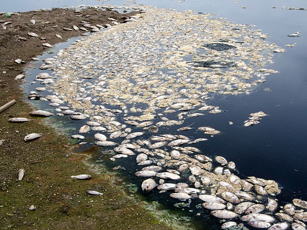 Morte de peixes em Paramirim, na Bahia (Foto: Luiz Carlos Cardoso/ Blog Focado em você)