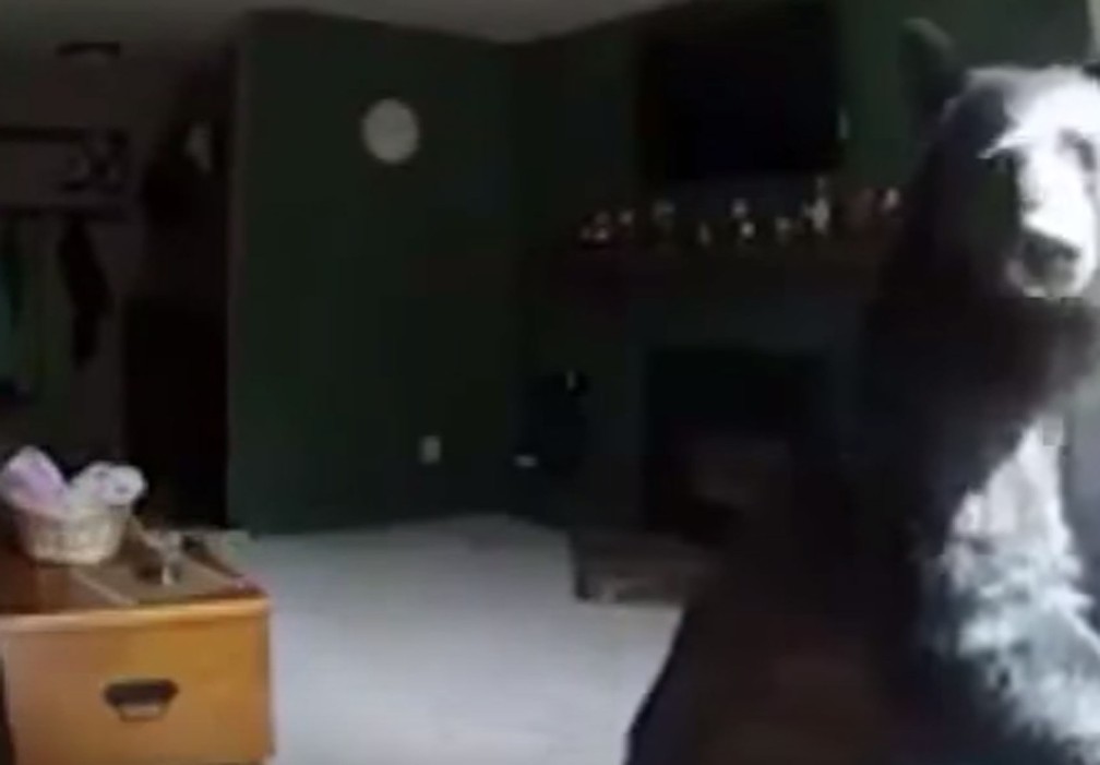 Urso invade casa, rouba comida e toca piano nos EUA (Foto: Reprodução/YouTube)