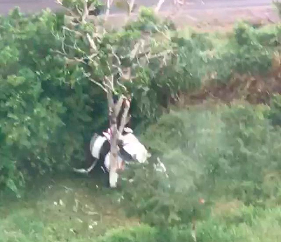 Carro capotou e bateu em árvore na BR-110 (Foto: Graer/ Divulgação)