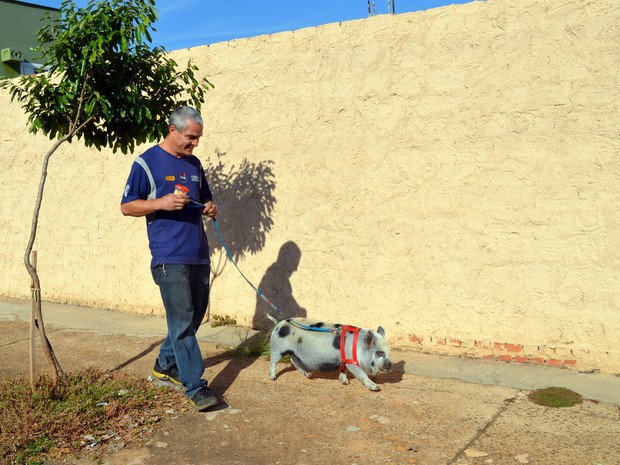 Porquinha passeia todos os dias com comerciante em Piracicaba (Foto: Fernanda Zanetti/G1)