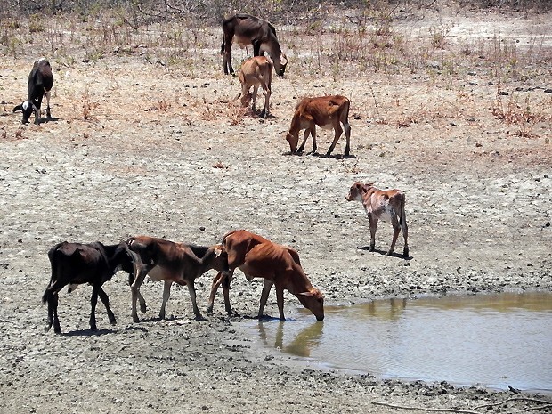 Animais aproveitam o resto de água que ainda há em alguns barreiros (Foto: Taiguara Rangel/G1)