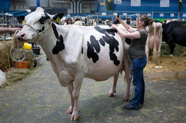 Cerca de 250 vacas participam do evento (Foto: Friso Gentsch/DPA/AFP)