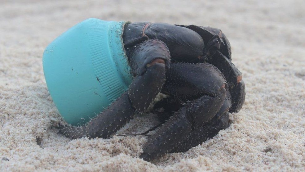  Animais, como crustáceos, acabam afetados pelo lixo  (Foto: Jennifer Lavers/Universidade da Tasmânia)