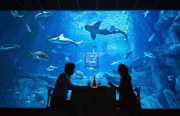 Jantar para dois no Aquarium de Paris pela promoção do Airbnb para uma noite no tanque de tubarões (Foto: airbnb.com)