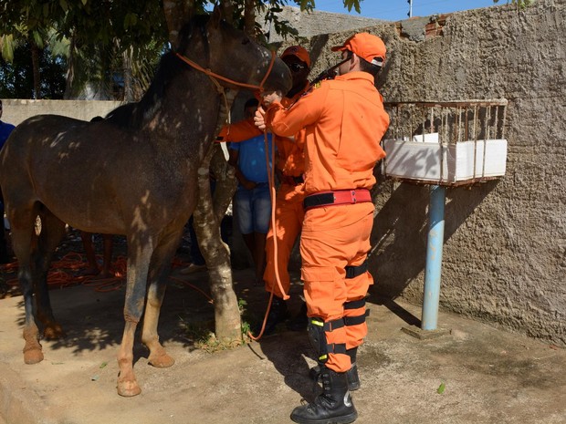 Cavalo foi levado para o Centro de Zoonoses (Foto: Jeferson Carlos/G1) Cavalo foi levado para o Centro de Zoonoses (Foto: Jeferson Carlos/G1)