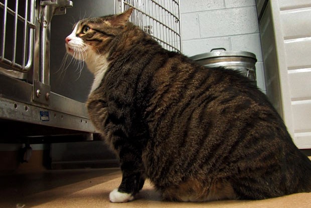 Gato chamado Biscuit tem dificuldade para ser adotado (Foto: AP)