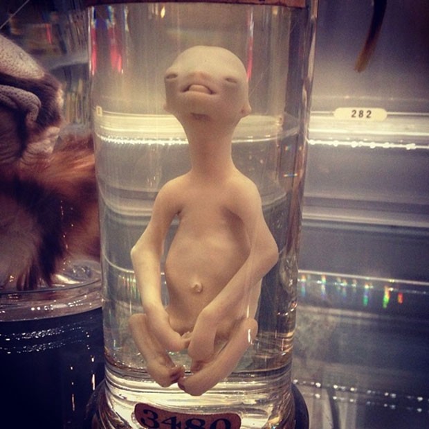 Foto de 'bebê preguiça' conservado no formol parecido com 'ET' virou hit (Foto: Reprodução/Reddit/Zogmuffin)