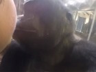 Gorila vira sensação ao beijar visitante em zoológico nos EUA