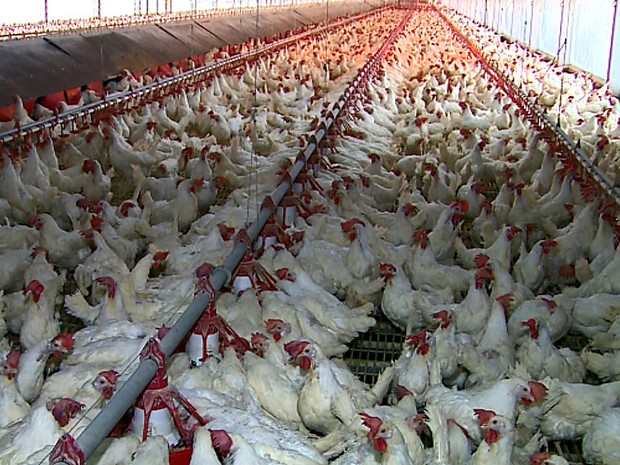 Galinhas recebem cuidado especial para produção de ovos em Itirapina (Foto: Paulo Chiari/EPTV)