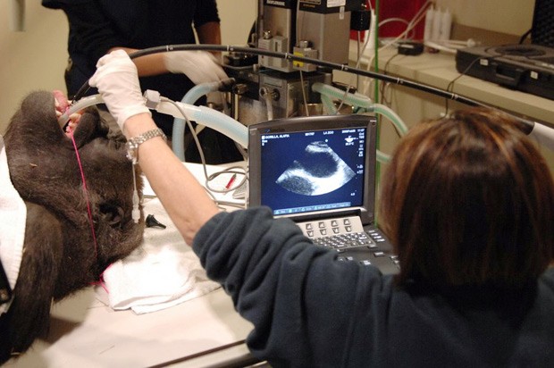 A cardiologista Barbara Natterson-Horowitz observa o monitor ao realizar um ecocardiograma em um gorila, em foto de 2011. (Foto: AP Photo/Barbara Natterson-Horowitz)