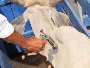 Responsabilidade da vacinação e dos produtores rurais (Foto: Divulgação/ PMQ)